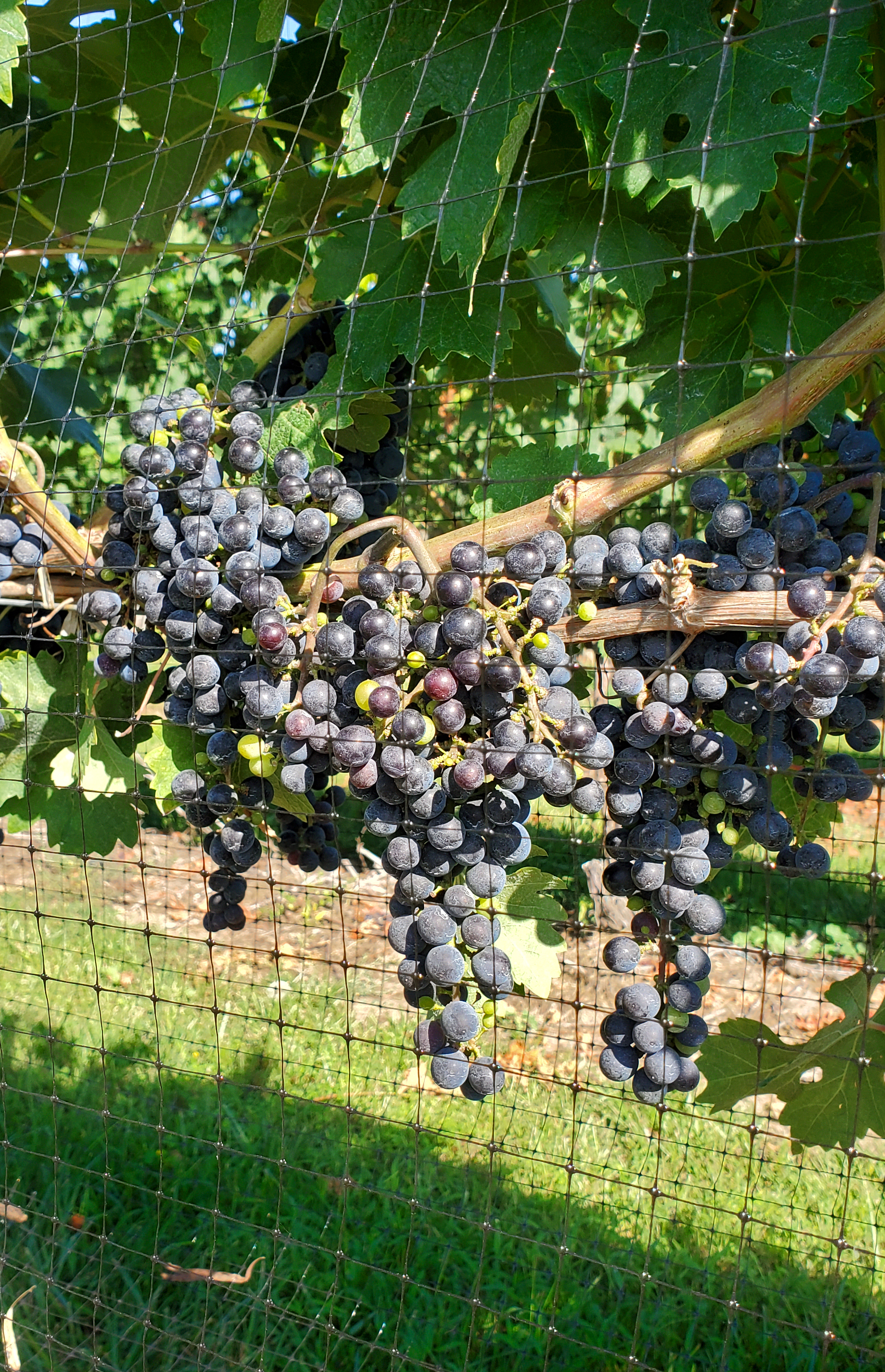 Bird netting around grapes.